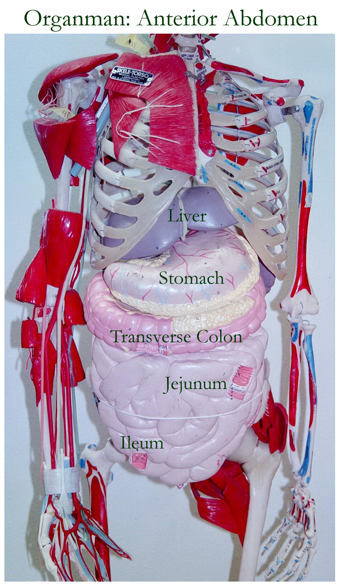 Biology 2404 A&P Basics
